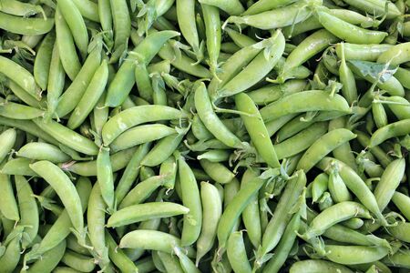 Little Marvel Pea Pod for background and textureの写真素材