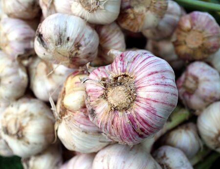 fresh and organic garlic bunch at market placeの写真素材