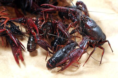 a group alive crawfish  in paper bagの写真素材