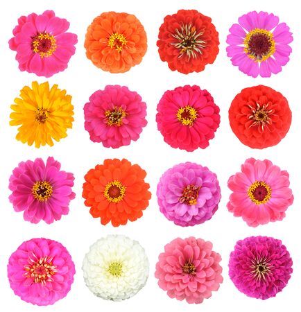 colorful fresh zinnias isolated on white background の写真素材
