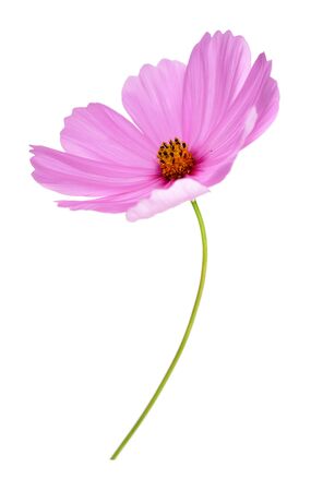 Beautiful pink Cosmos Flower isolated on white の写真素材