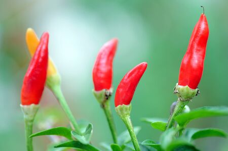 organic colorful peppers on tree in garden on daytime