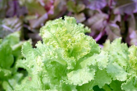 organic lettuce trees in garden under sunny 