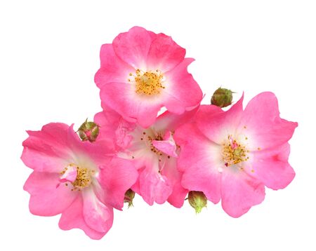 tiny pinks rose isolated on white backgroundの写真素材