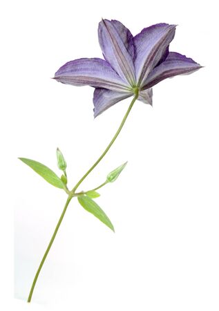 purple clematis branch isolated on white background の写真素材