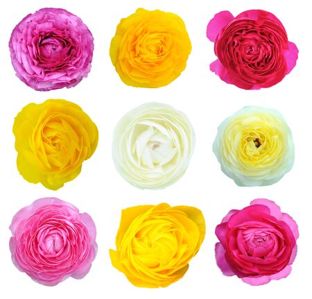 Pink persian buttercup flower isolated on white 