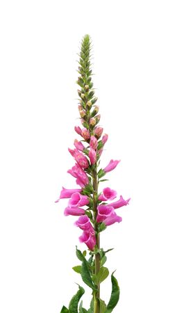 lupine flower isolated on white backgroundの写真素材