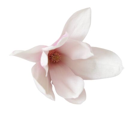 magnolia flower isolated on white の写真素材