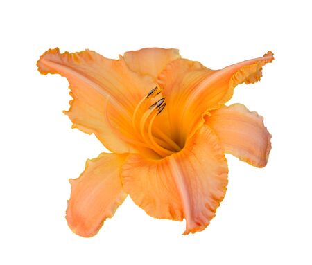 orange lily isolate on whiteの写真素材