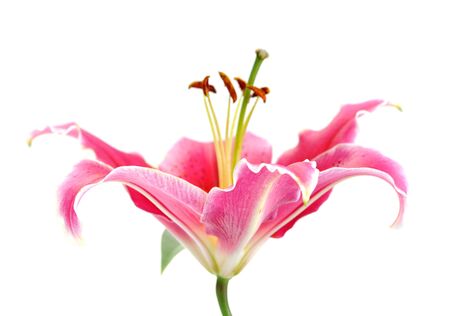 closeup fresh pink lily flower isolated on white の写真素材