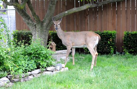 a prenant deer  about to eat flower in resident gardenの写真素材