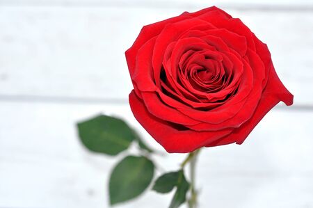 single red rose on table in garden の写真素材