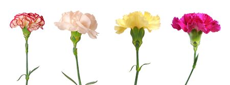 single cream red carnation isolated on white backgroundの写真素材