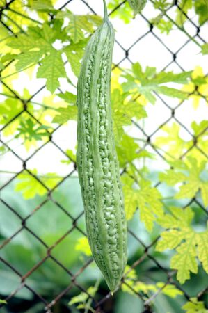bitter melon on its tree in gardenの写真素材