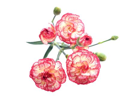 a branch of beautiful carnation isolated on whiteの写真素材