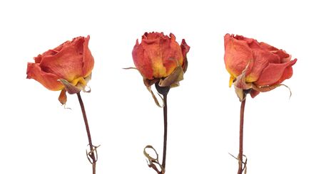 three dried rose flowers isolated on white background