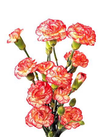 a bunch of carnation isolated on white backgroundの写真素材