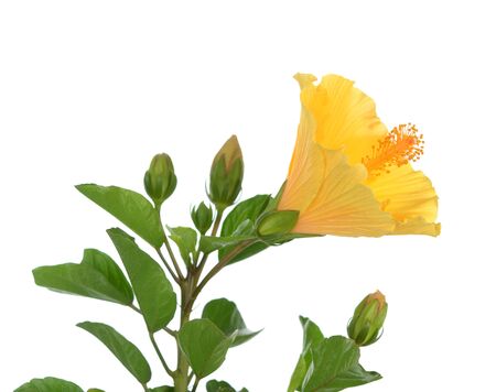 plant of hibiscus flower isolate on whiteの写真素材