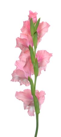 Back view of Pink  Gladiolus flower isolated on white backgroundの写真素材