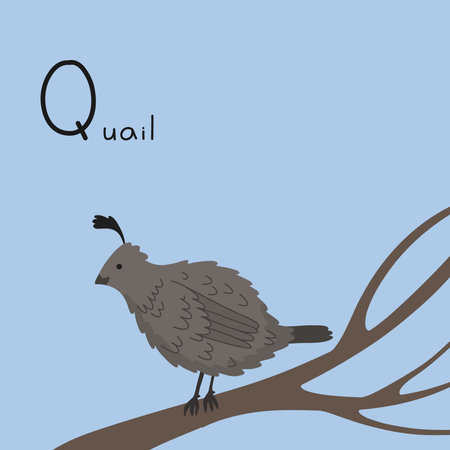 Cute fluffy quail on the tree. Letter Q from the alphabet. Cute baby animal illustration.のイラスト素材