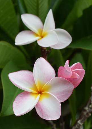 Plumeria Flowers (Thailand)の写真素材