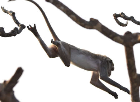 Leaping Macaque Monkey (Thailand)の写真素材