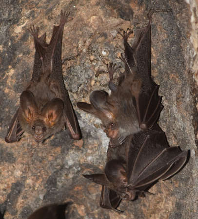 Thongarees Disc-nosed Batの写真素材