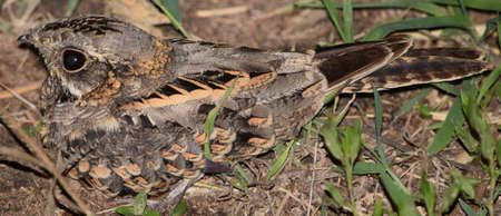 Nightjar (Thailand)の写真素材