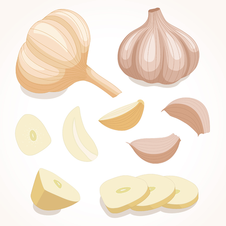 Fresh whole garlic.のイラスト素材