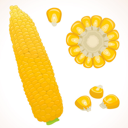 Corn isolated on background. Set of whole cob, round slice and grain of fresh sweetcorn.のイラスト素材