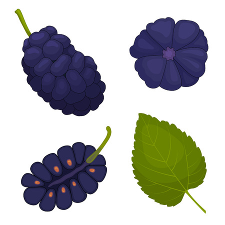 Mulberry vector. Berry mulberries in different angles. The whole, half and leaf. Detailed illustration.のイラスト素材