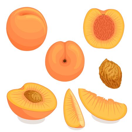 An image of a peach from different directions vector illustration.のイラスト素材