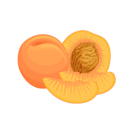 Vector peach. Still life of whole, chopped and half a fruit. Template with a composition of fresh peaches.のイラスト素材