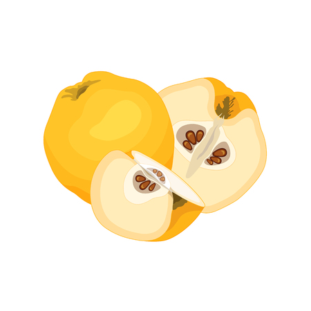 Banner with quince. Still life of the whole, half and a quarter of the fruit. Vector composition.のイラスト素材