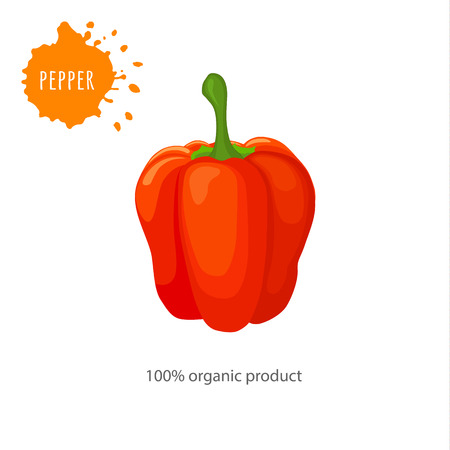 Poster with red sweet pepper. Whole paprika close up. Vector template for advertising.のイラスト素材
