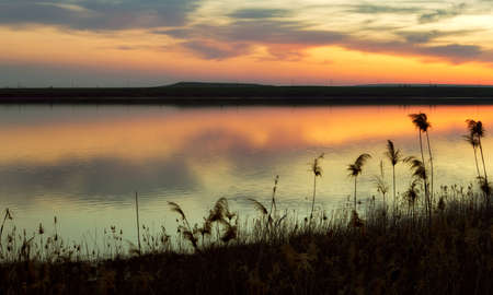 Sunset over lake with silhouettes of reedsの写真素材