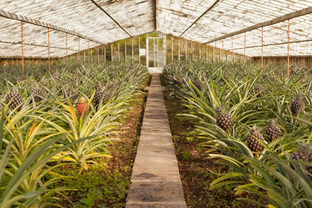 Fresh pineapples growing into glasshouse at farm near Faja Ð²Ñ Baixo, Azoresの写真素材