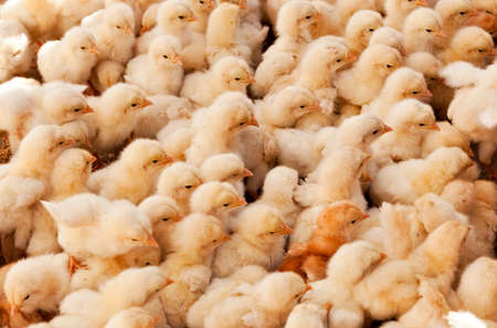Large Group of Baby Chicks on the farmの写真素材