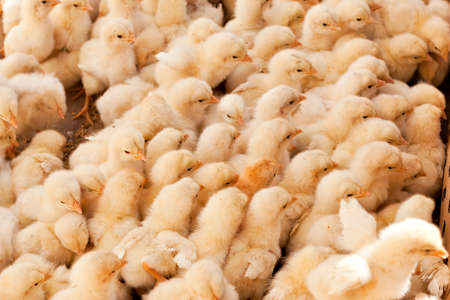 Large Group of Baby Chicks on the farmの写真素材