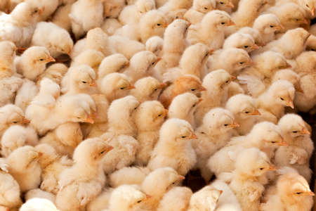 Large Group of Baby Chicks on the farmの写真素材