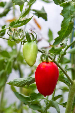 Fresh red ripe tomato on branchの写真素材