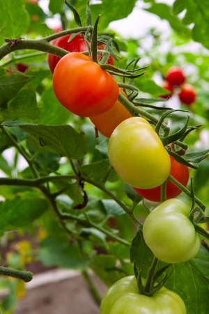Fresh red ripe tomatoes on branchの写真素材