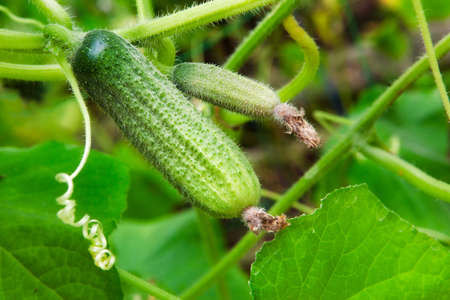 Fresh cucumber growing on branchの写真素材