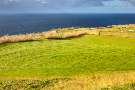 Brightly lit hayfield near the Atlantic ocean coast, Azores, Portugalの写真素材
