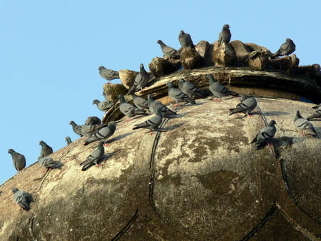 Pigeon Topの写真素材