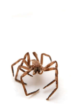 big brown spider with open legs sitting on a white paperの写真素材