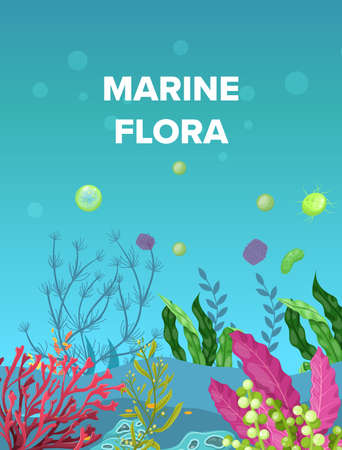 Sea underwater marine background. Marine sea bottom with aqua plants, coral reef underwater seaweed plants, ocean plants, algae, laminaria, sea moss tropical plant. Underwater life vectorのイラスト素材