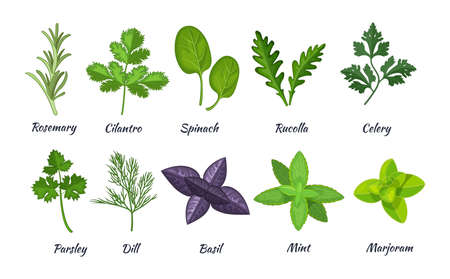 Culinary herbs set. Natural culinary herbs and spices for cooking, eating, food. Rosemary, cilantro, spinach, parsley, rucolla, celery, dill, basil, mint, marjoram vectorのイラスト素材
