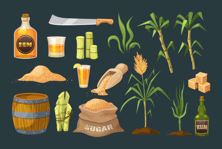 Fresh cane sugar with stem and leaf plants set. Sugarcane plants, cane sugar lumps and cube, glass bottles of rum, bamboo, rum alcoholic liquid. Natural organic alcohol industry food cartoon vectorのイラスト素材
