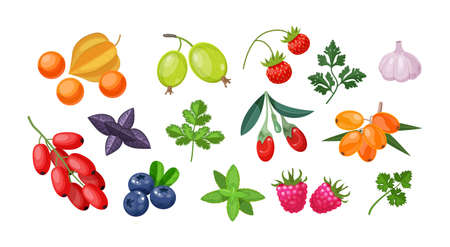 Set of fresh seasonal fruit, berries and edible greenery. Raw gooseberries, strawberries, raspberries, parsley, garlic, sea buckthorn, goji. Garden harvest full of vitamin ingredients cartoon vectorのイラスト素材